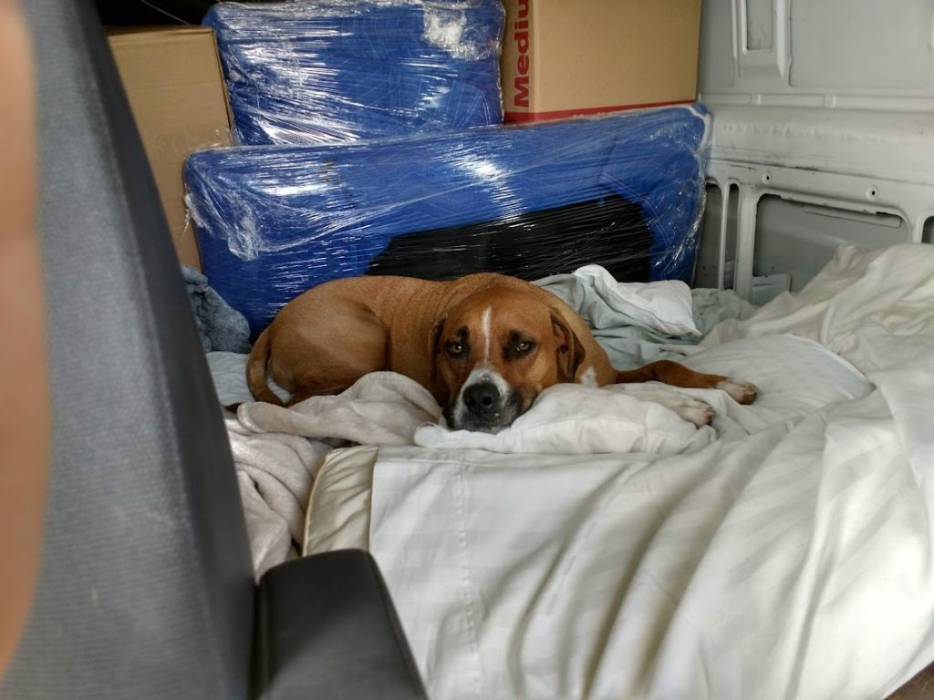 Company dog Gino resting on bed while transporting high-end paintings to Florida